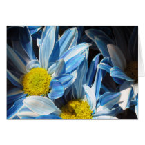 Blue Daisies #3 cards