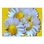 Blue Daisies Greeting Card