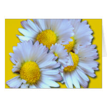 Blue Daisies Greeting Card