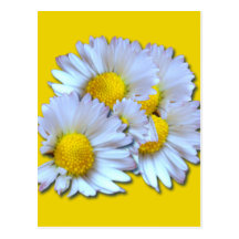 Blue Daisies Postcard