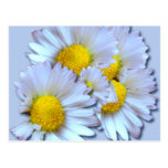 Blue Daisies Postcards