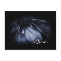 Blue Daisy Flower Love Postcards