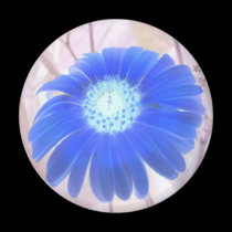 BLUE DAISY magnets