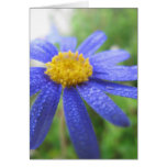 Blue Daisy Note Card