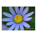 Blue Daisy print