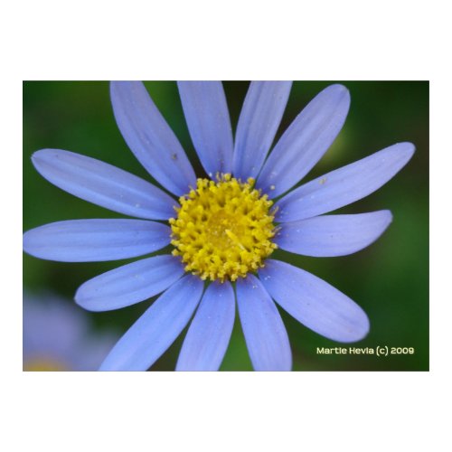 Blue Daisy print