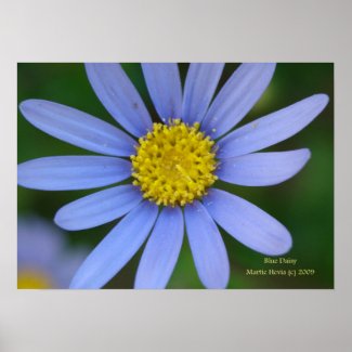 Blue Daisy Print - Select Your Frame print