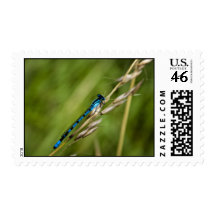 Blue Damselfly macro Postage