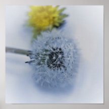 Blue Dandelion Poster