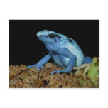 Blue Dart Frog (Dendrobates azureus).jpg