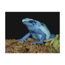 Blue Dart Frog (Dendrobates azureus).jpg postcards