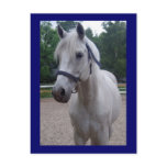 Blue Day - Horse Postcard