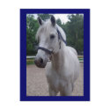 Blue Day - Horse Postcard by mmersdesign Blue Day - Horse Postcard