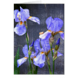 Blue Day Irises Card
