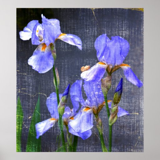 Blue Day Irises Poster