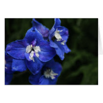 Blue Delphinium flower card cards