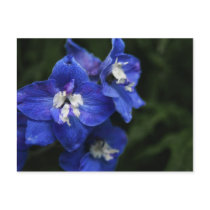 Blue Delphinium flower postcard postcards