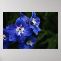 Blue Delphinium flower poster print posters