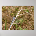 Blue Dragon Fly Poster 2 posters