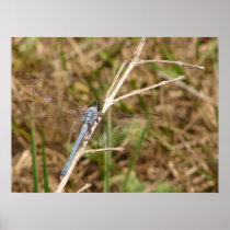Blue Dragon Fly Poster 2