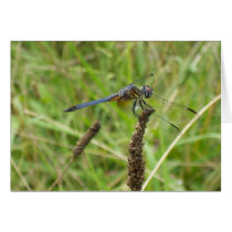 Blue Dragonfly 6578 cards