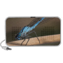 Blue Dragonfly Doodle Speakers
