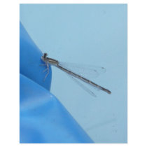 blue dragonfly letterhead by pinkypetals blue dragonfly letterhead