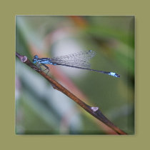 blue dragonfly magnets