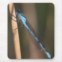 Blue Dragonfly Mousepad