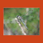 insects, dragonflies, damselflies, blue,
