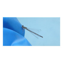 blue dragonfly photo cards by pinkypetals blue dragonfly photo cards