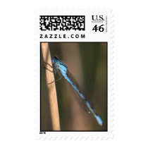 Blue Dragonfly Postage/Stamp