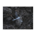 Blue Dragonfly Postcard
