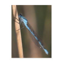 Blue Dragonfly Postcard