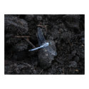 Blue Dragonfly Poster posters