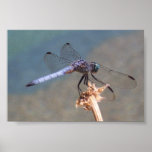 Blue Dragonfly Poster
