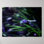 Blue Dragonfly Print