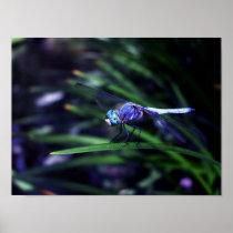 Blue Dragonfly Print