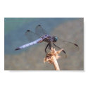 Blue Dragonfly posters by elizadeb Blue Dragonfly posters