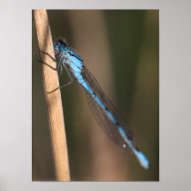 Blue Dragonfly Print