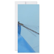 blue dragonfly rack cards