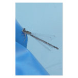 blue dragonfly stationery
