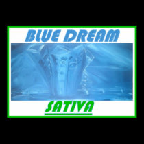 BLUE DREAM SATIVA posters