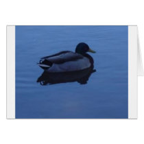 Blue Duck cards