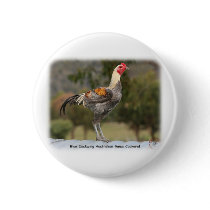 Blue Duckwing Australian Game Cockerel 9Y557D-006 buttons by TraffordPhotos Blue Duckwing Australian Game Cockerel 9Y557D-006 buttons
