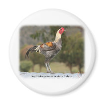 Blue Duckwing Australian Game Cockerel 9Y557D-006 magnets by TraffordPhotos Blue Duckwing Australian Game Cockerel 9Y557D-006 magnets