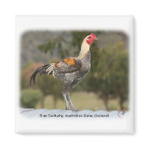 Blue Duckwing Australian Game Cockerel 9Y557D-006 magnets by TraffordPhotos Blue Duckwing Australian Game Cockerel 9Y557D-006 magnets