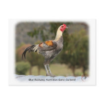 Blue Duckwing Australian Game Cockerel 9Y557D-006 postcards by TraffordPhotos Blue Duckwing Australian Game Cockerel 9Y557D-006 postcards