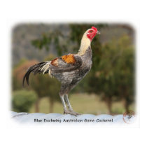 Blue Duckwing Australian Game Cockerel 9Y557D-006 posters by TraffordPhotos Blue Duckwing Australian Game Cockerel 9Y557D-006 posters