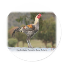 Blue Duckwing Australian Game Cockerel 9Y557D-006 stickers